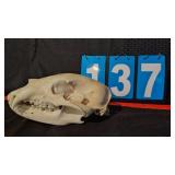 BLACK BEAR SKULL
