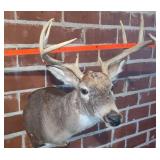 QUALITY 8 POINT WHITETAIL BUCK MOUNT TAXIDERMY