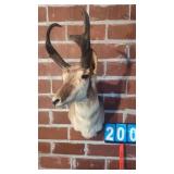 QUALITY PRONGHORN TAXIDERMY MOUNT