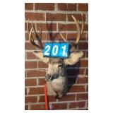 LARGE 4X4 MULE DEER TAXIDERMY MOUNT