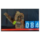 GREY SQUIRREL MOUNTED ON LIMB TAXIDERMY MOUNT