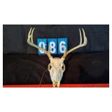 8 POINT EUROPEAN WHITETAIL SKULL & RACK