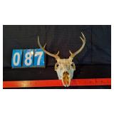 6 POINT WHITETAIL BUCK EUROPEAN MOUNT