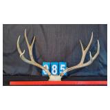 LARGE 5X5 MULE DEER RACK