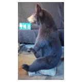 QUALITY FULL MOUNTED SITTING BLACK BEAR ON ROCKS