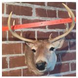 8 POINT WHITETAIL BUCK MOUNT