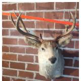6X5 QUALTIY MULE DEER TAXIDERMY MOUNT
