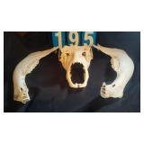 BISON SKULL & JAW BONES