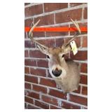 8 POINT WHITETAIL BUCK SHOULDER MOUNT