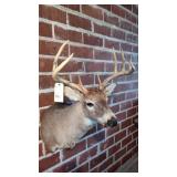 QUALTIY 10 POINT WHITETAIL BUCK MOUNT VERY NICE