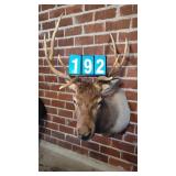 HIGH QUALITY 4X6 BULL ELK SHOULDER MOUNT NICE!