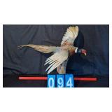 FLYING MALE PHEASANT ON DRIFT WOOD