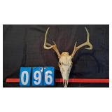 6 POINT WHITETAIL BUCK EUROPEAN MOUNT