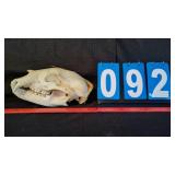 BLACK BEAR SKULL