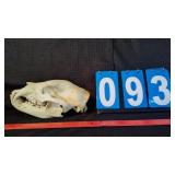 BLACK BEAR SKULL