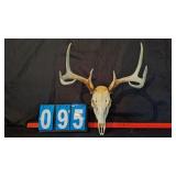 8 POINT WHITETAIL BUCK EUROPEAN MOUNT