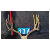 LARGE MUEL DEER 6X6 WITH STICKER POINT