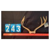 6 POINT WHITETAIL BUCK RACK