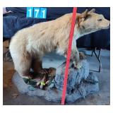 FULL MOUNTED CINNAMON PHASE BLACK BEAR ON PEDESTAL