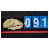 BLACK BEAR SKULL