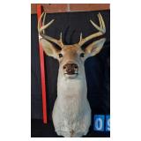8 POINT WHITETAIL BUCK SHOULD MOUNT TAXIDERMY