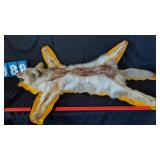 BLONDE COYOTE TAXIDERMY RUG