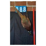 HANGING MALE RINGNECK PHEASANT TAXIDERMY MOUNT