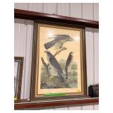 Large ï¿½hawksï¿½ framed picture