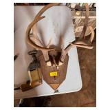 Deer Antlers