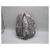 Rare Fossil Stone With Stunning Details