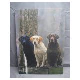 Canvas Print of Three Labrador Retrievers