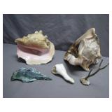Seashell Collection and Coral Fragment