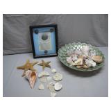 Seashells With Starfish Display