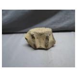 Fossilized Vertebrae Fragment Display Piece