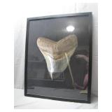 24 in. x 30 in. Megalodon Tooth Framed Poster