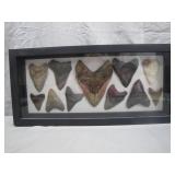 Shadow Box of Fossilized Shark Teeth, Some Faux