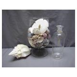 Seashell Collection With Glass Display