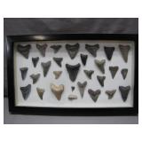Framed Collection Of Fossilized Shark Teeth