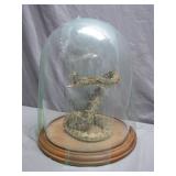 Preserved Rattlesnake in Glass Dome Display