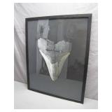 Framed Poster of Shark Tooth Display