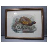 Framed Lithograph of Phasianus Colchicus
