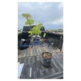 MANITOBA MAPLE 3YR OLD
