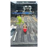 MANITOBA MAPLE 1YR OLD