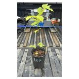 ELM TREE 2YR OLD