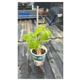 SMALL VIRGINIA CREEPER VINE