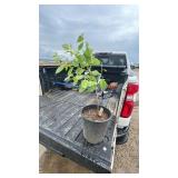 EVANS CHERRY TREE 3YR OLD