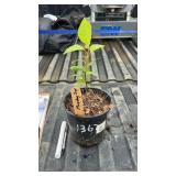 MAYDAY TREE 2YR OLD