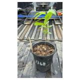 MAYDAY TREE 2YR OLD