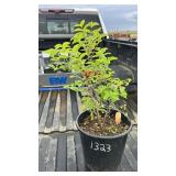 JAPANESE HONEYSUCKLE 3YR OLD