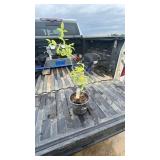 JAPANESE HONEYSUCKLE 1YR OLD